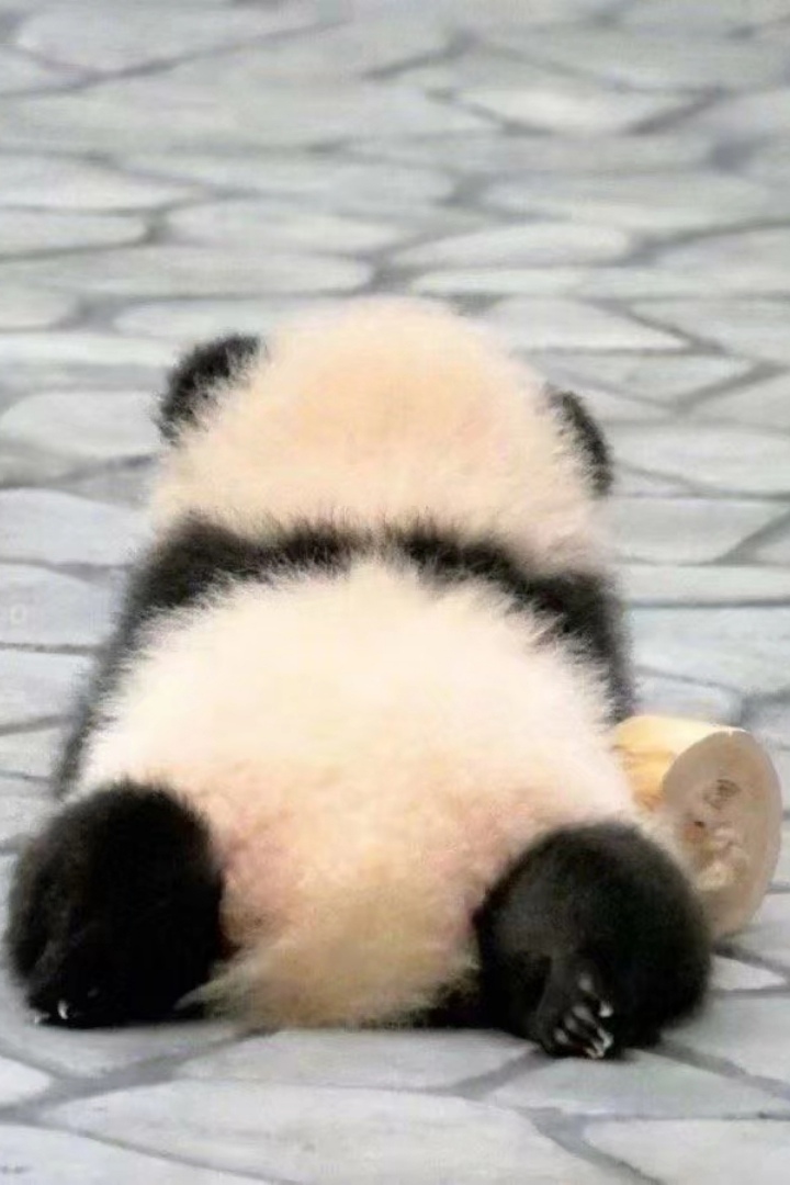 熊貓幼崽為愛低頭百度網盤