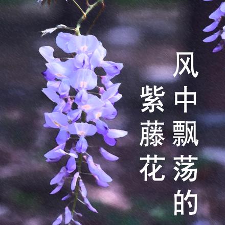 風中飄盪的紫藤花