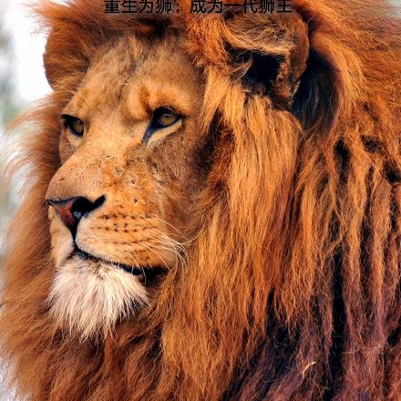 重生為獅：成為一代獅王